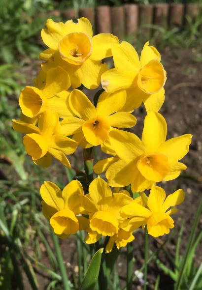 Narcissus jonquilla var henriquesii 